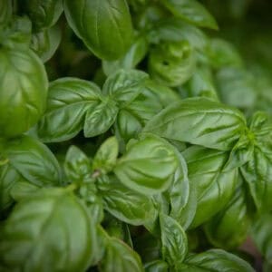 Basil leaves