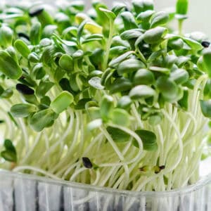 Microgreens
